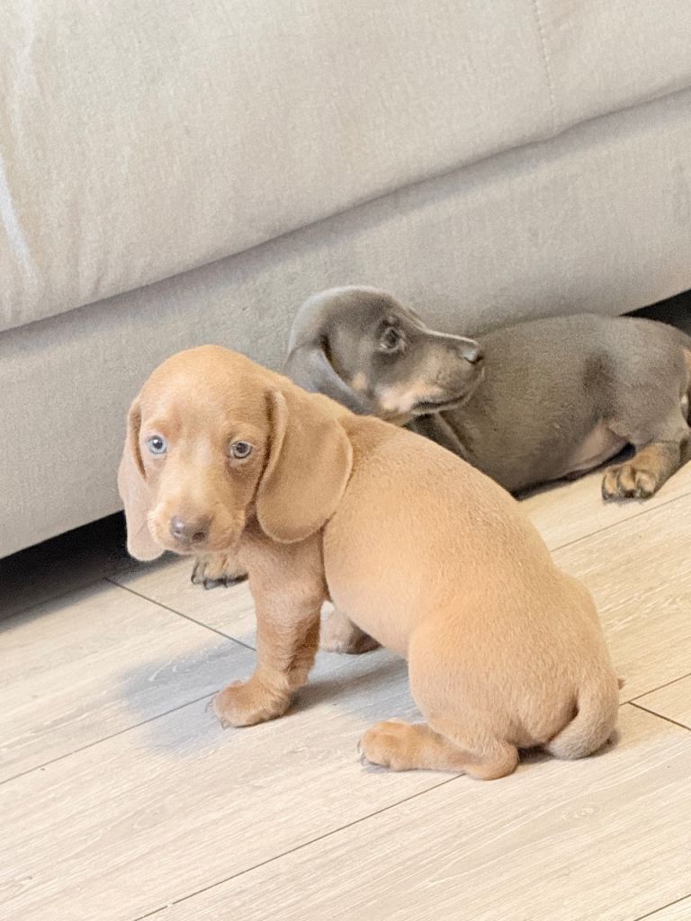 Miniature dachshund puppies!!