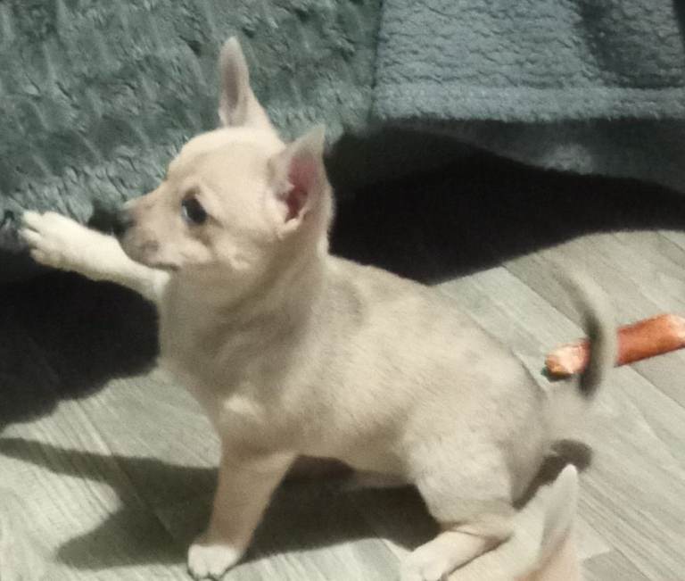 LAST BOY SMOOTH COAT CHIHUAHUA PUPPY 