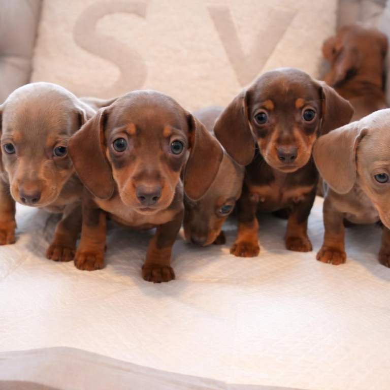Minature daschound puppies 