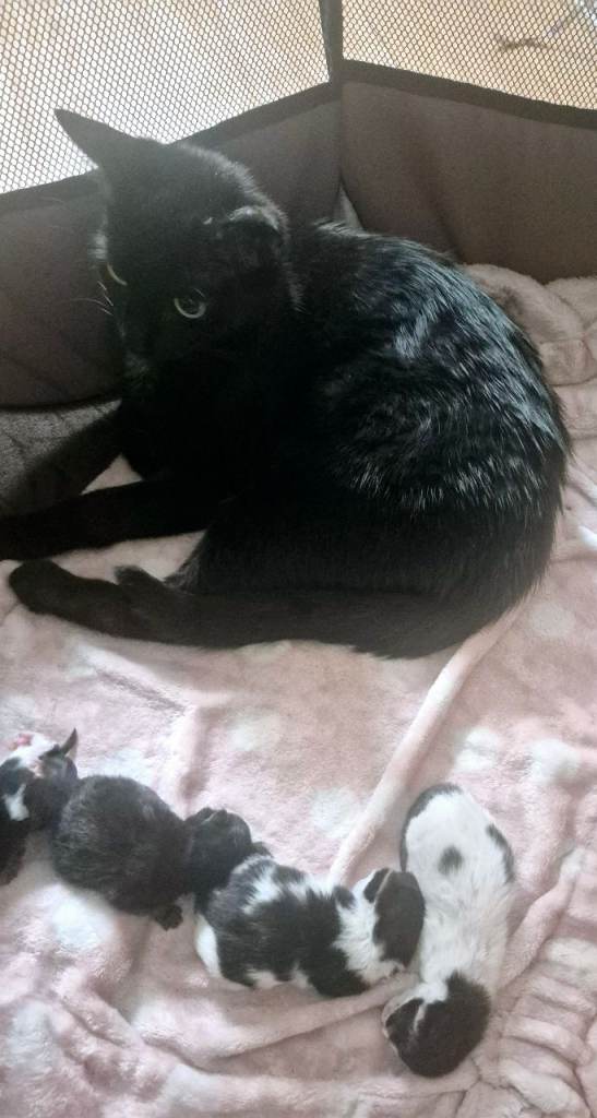 Adorable kitten for sale