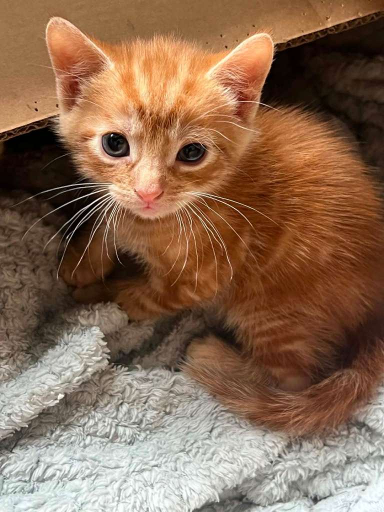 Kittens
