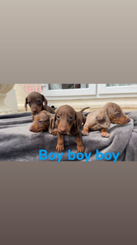 Dachshund puppies for sale 
