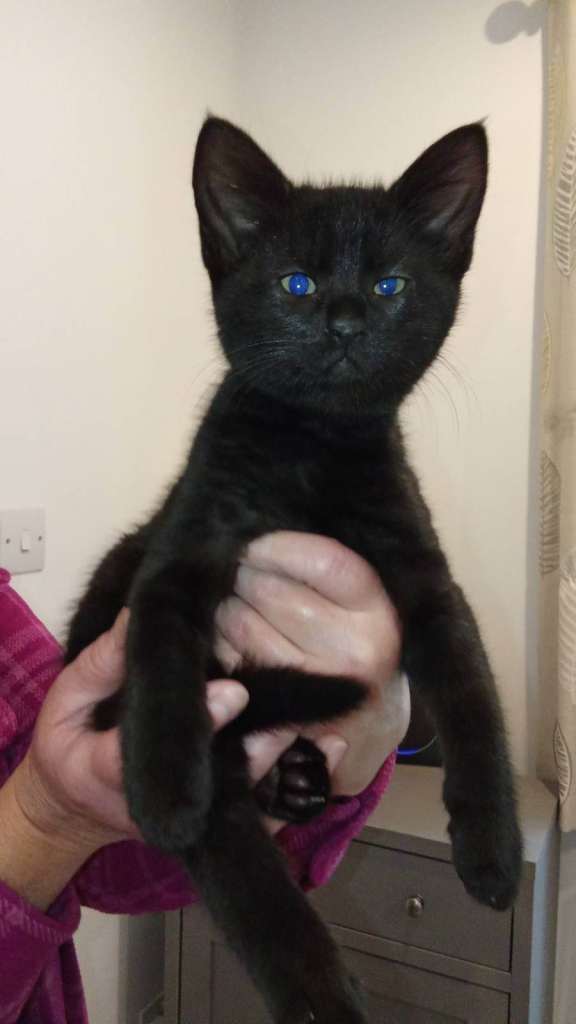 Beautiful Black Kittens