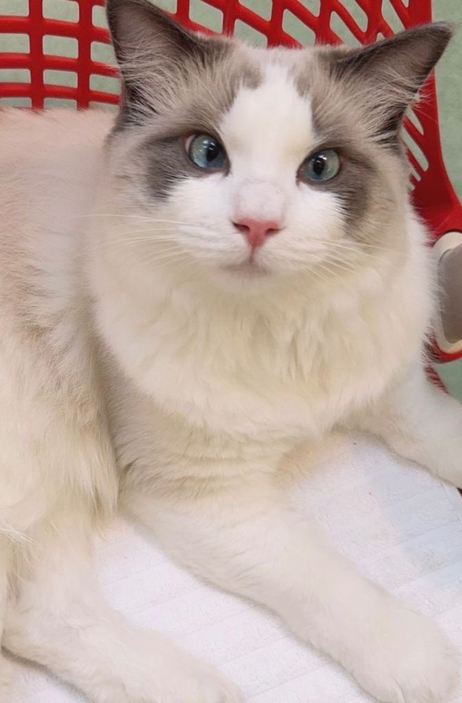 Beautiful ragdoll 