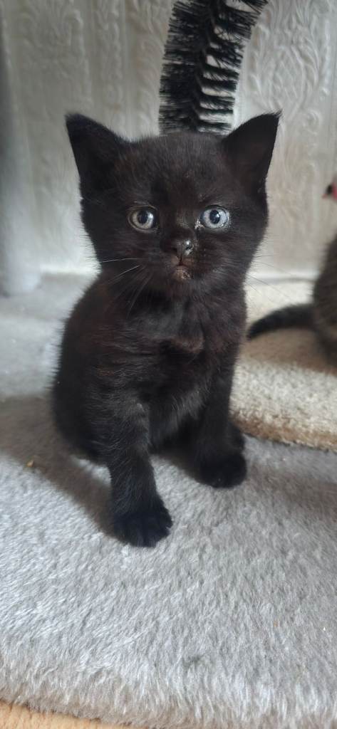 Two  british chocolate-colored kittens are waiting for a loving home.