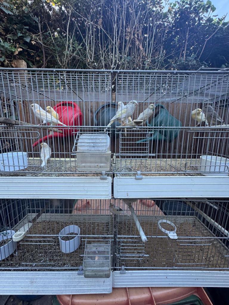 Mixture of different jasper and Irish canaries 