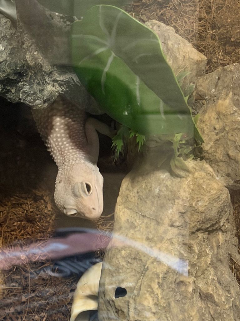 Stunning rare female universe leopard gecko with set up 
