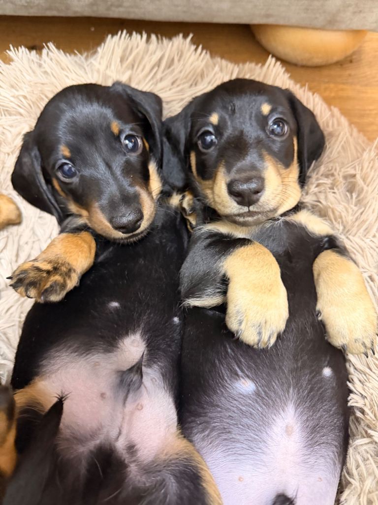 KC Miniature Dachshunds ready to leave now London