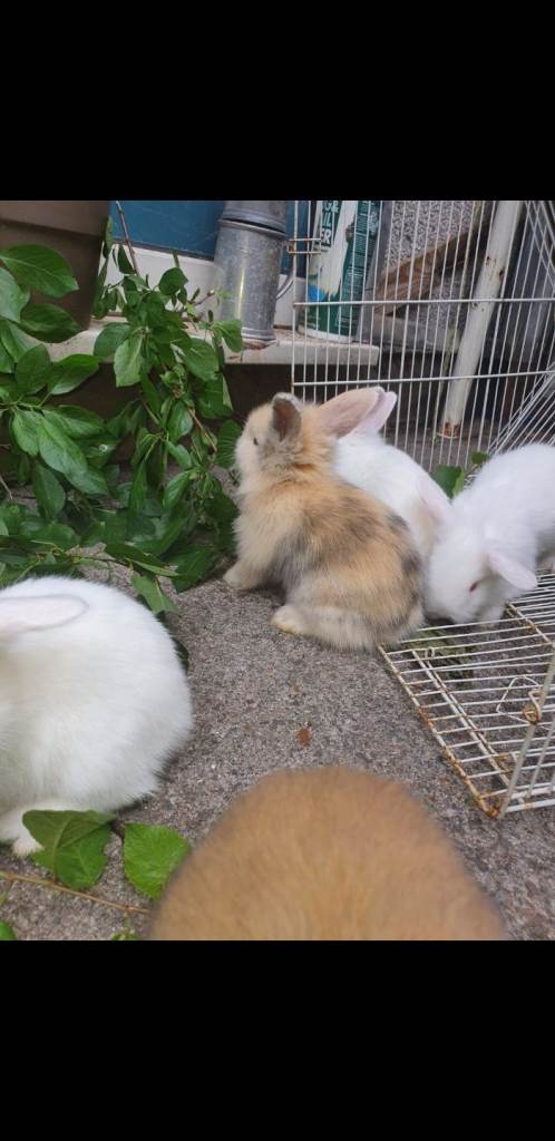 Cute little rabbits 