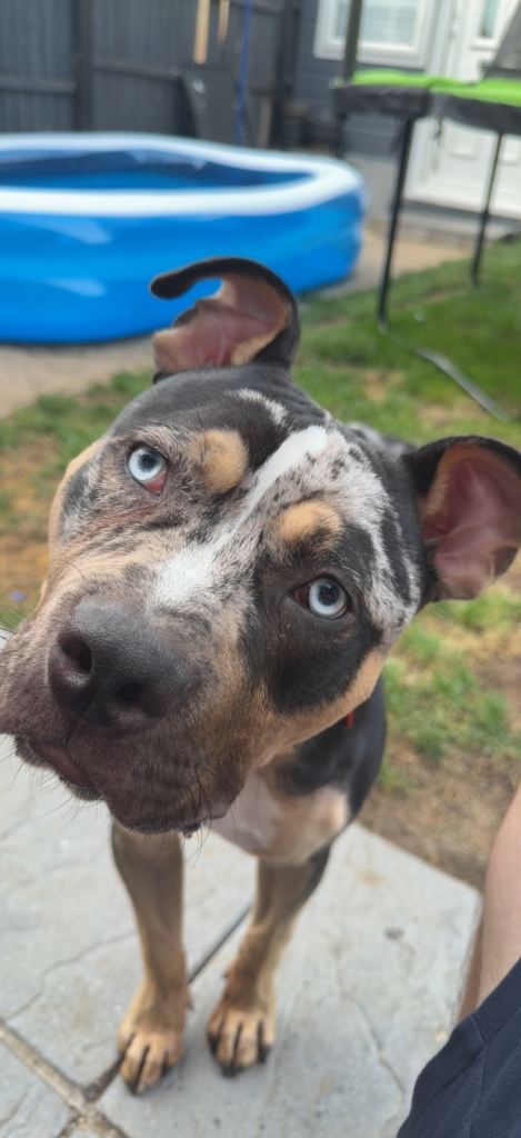 Pocket bully cross Alapaha Blue Blood 