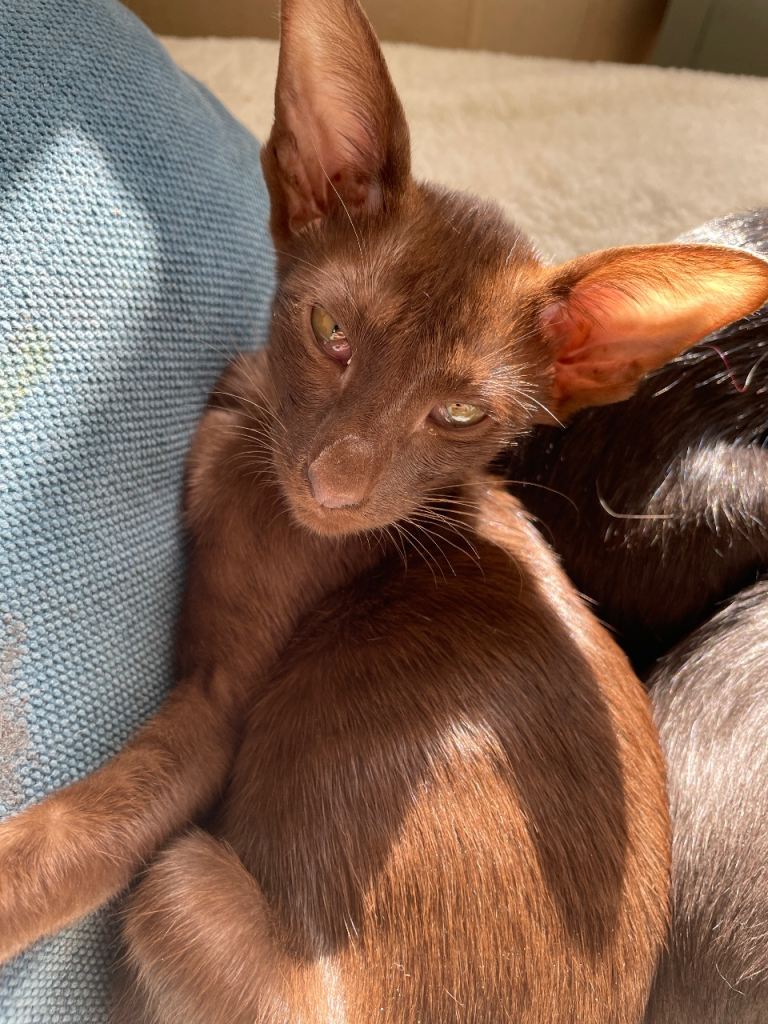 Stunning Oriental Kittens looking for loving homes