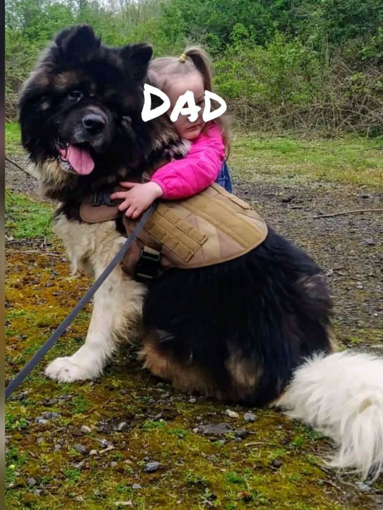 9 weeks old Akita pups ready 