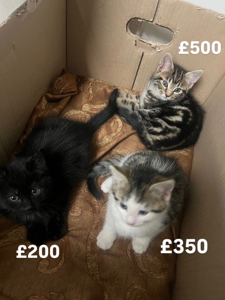 2 month old kittens for sale