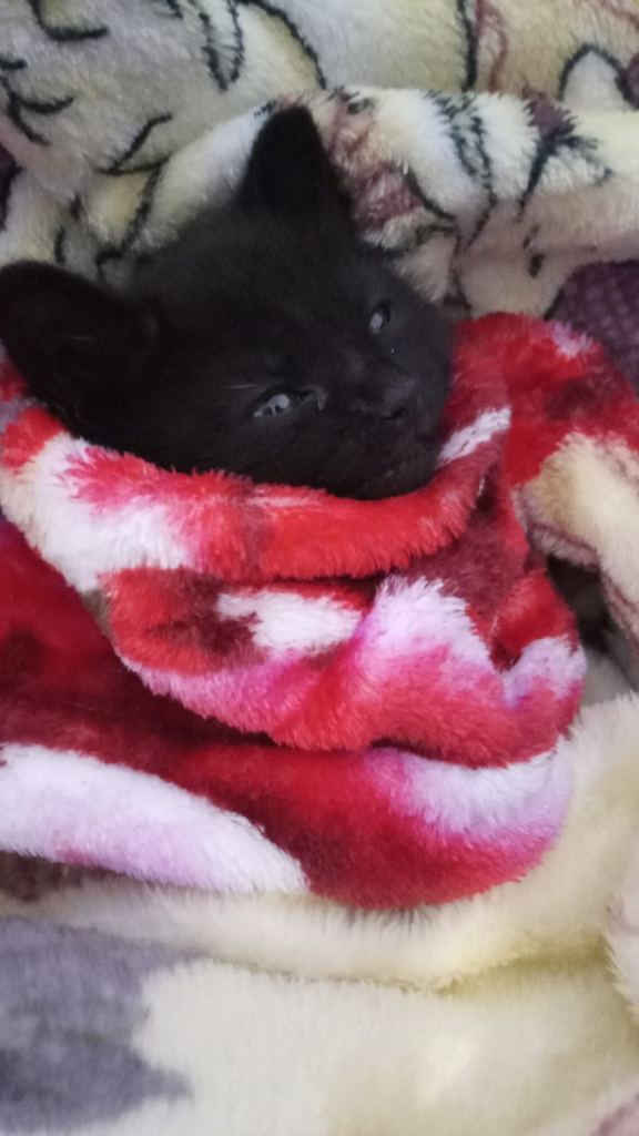 🐾 Adorable Kittens for Sale – Ready Now – Croydon Area 🐾