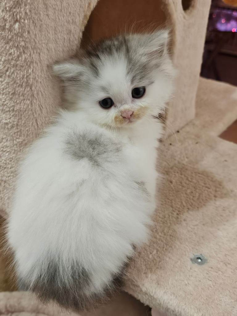 Pretty Persian cross kittens