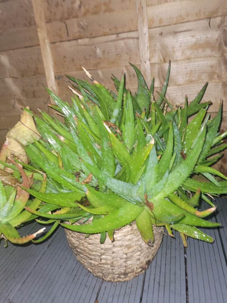 Indoor/outdoor plants