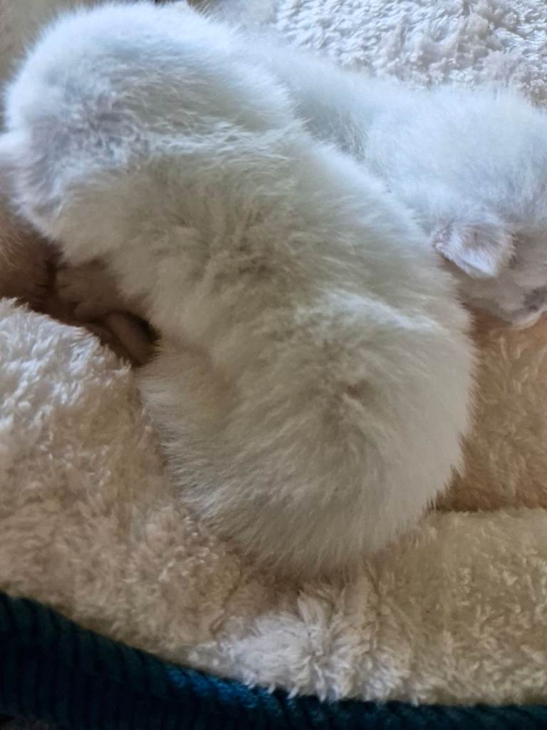 Cross ragdoll kittens
