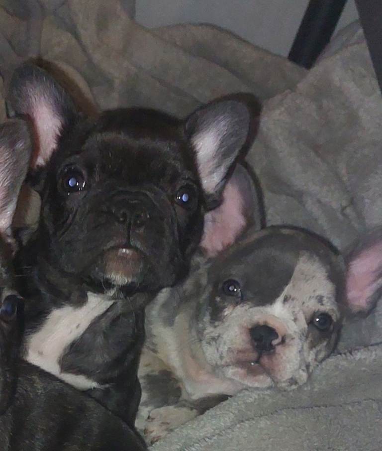 2 French bulldog puppies merle female ready now 