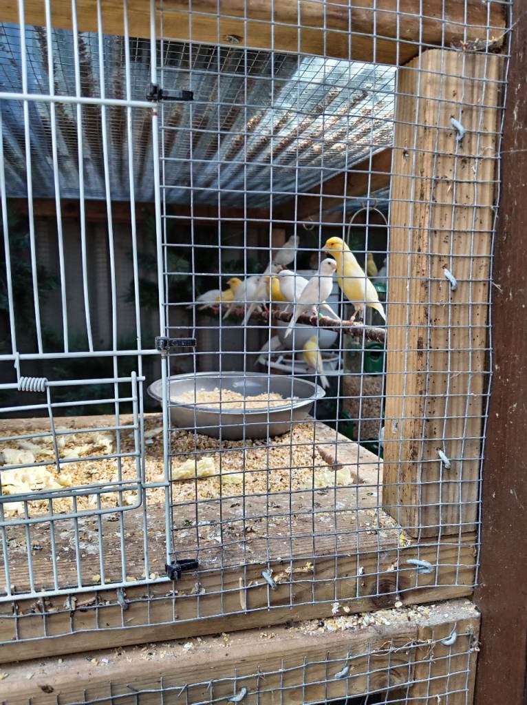 Birds for sale