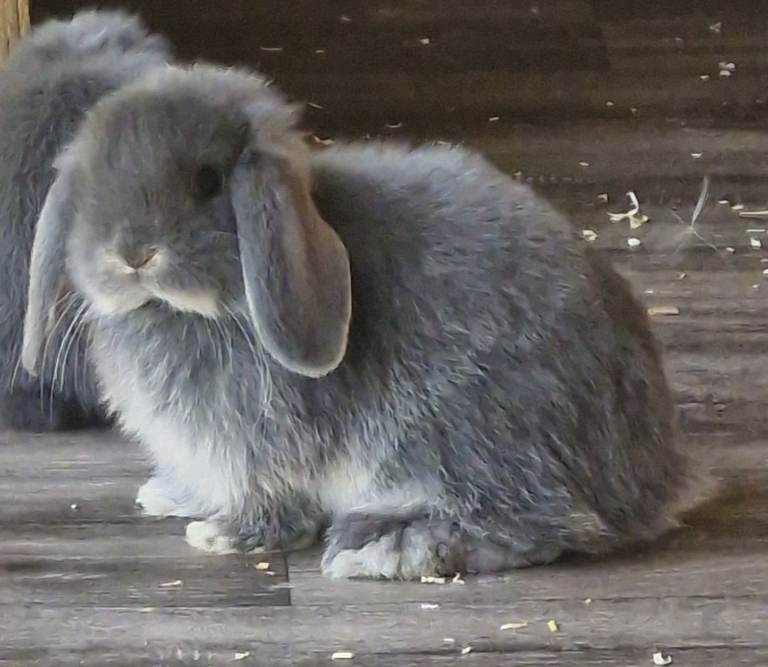 Gorgeous Blue/grey lop ear bunnies