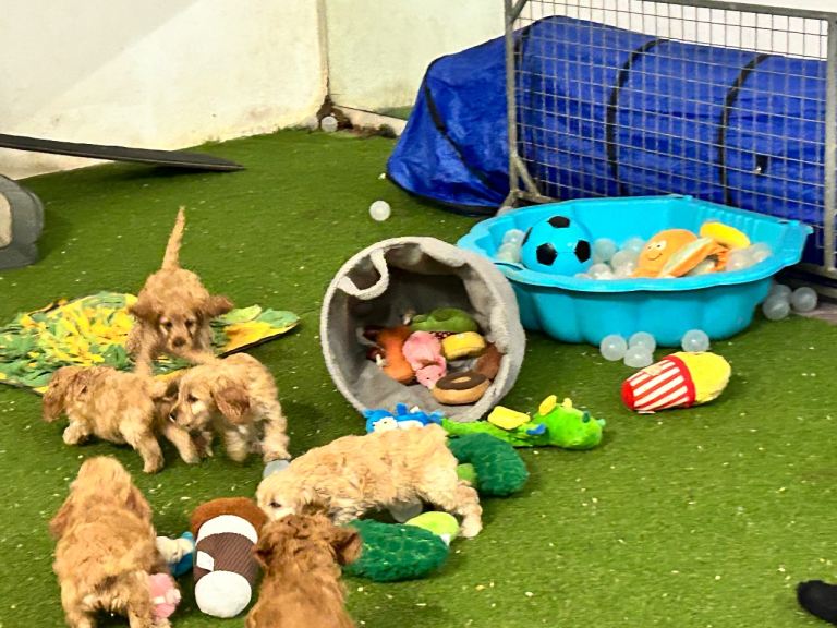 Yankee Cockapoo PRA clear