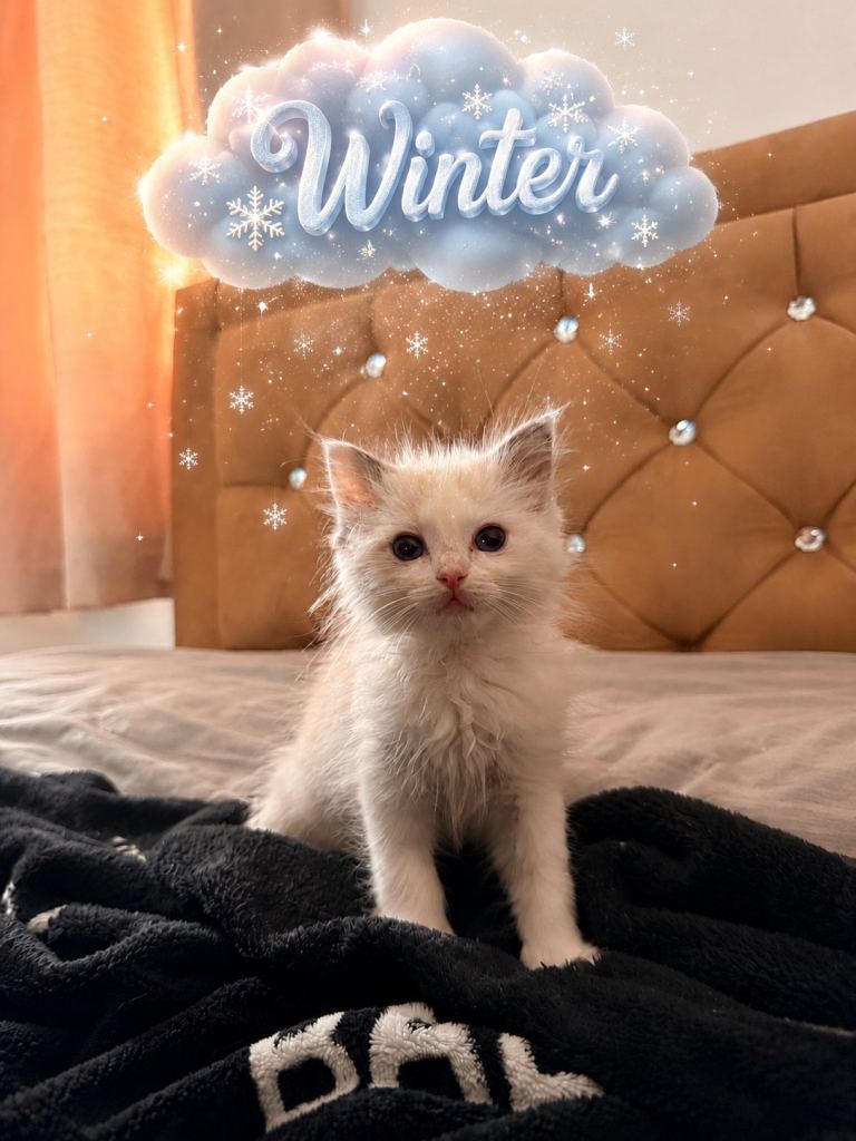 Pedigree GCCF ragdoll kittens