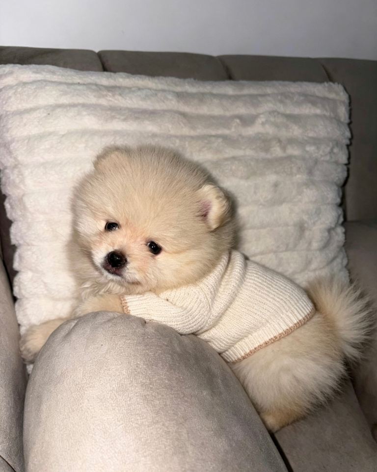 pomeranian puppy