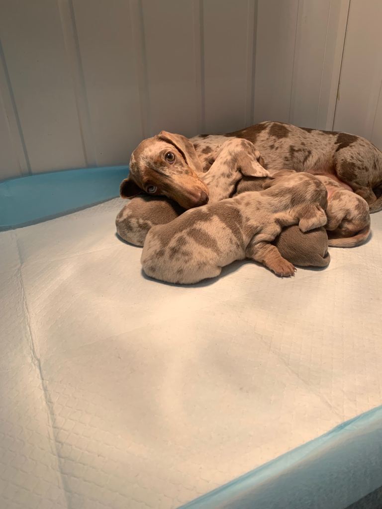 Miniature dachshund puppies