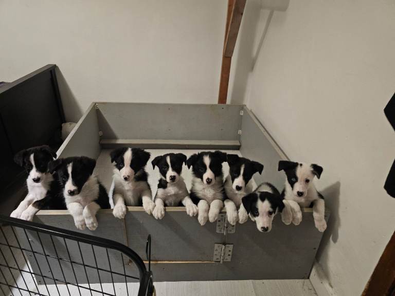 One Stunning Border Collie Puppy Left – RESERVED 