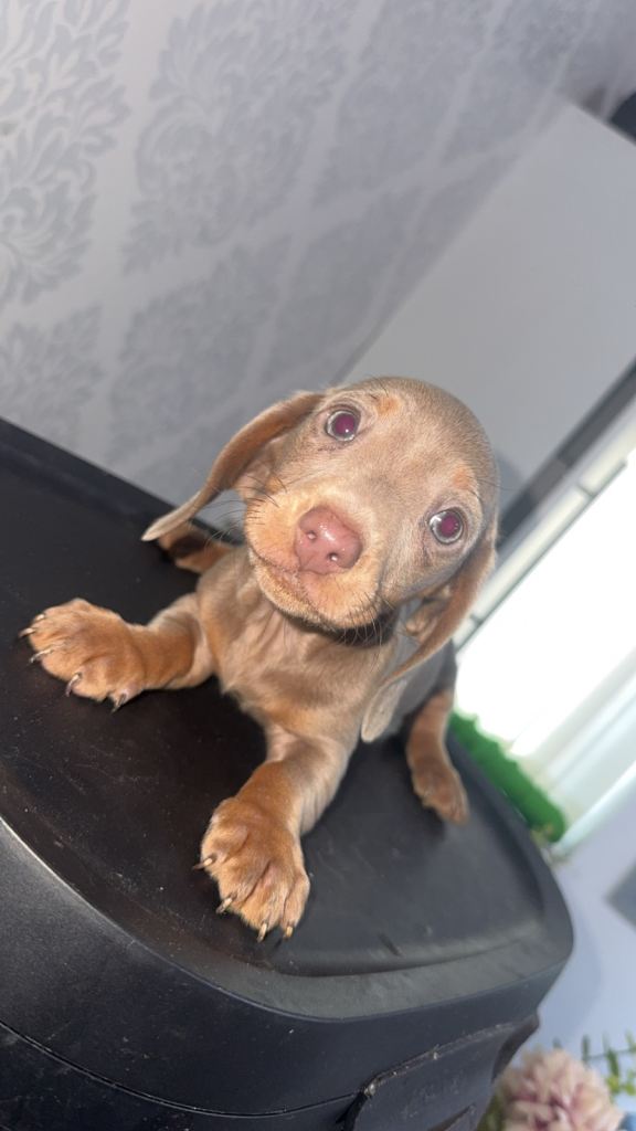Ready to go miniature dachshund puppies 