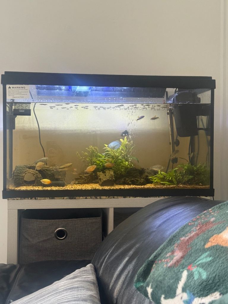 Fish tank with fish included 