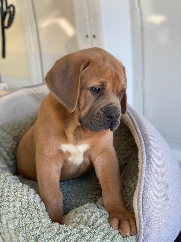 Fermentino Ridgeback x Boerlboel 