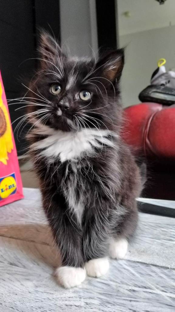 Male kittens for rehoming 