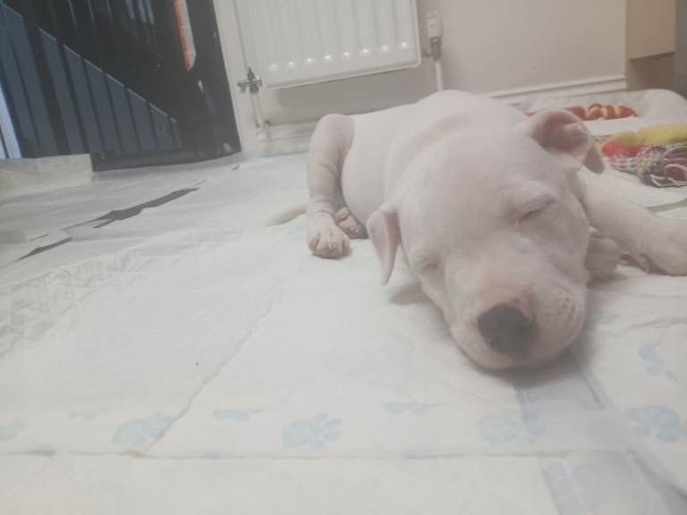 Puppy