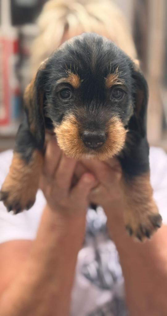 Dachshund Kc Wirehaired puppy’s Only 2 girls 2 boys left 