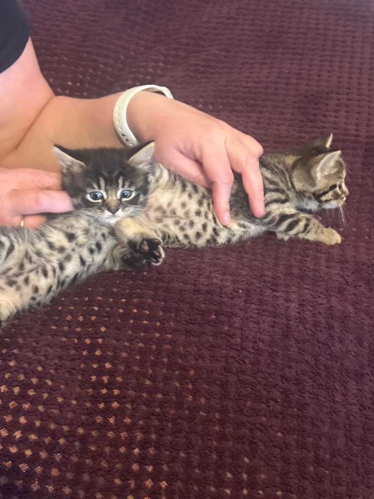 Kitten for sale 