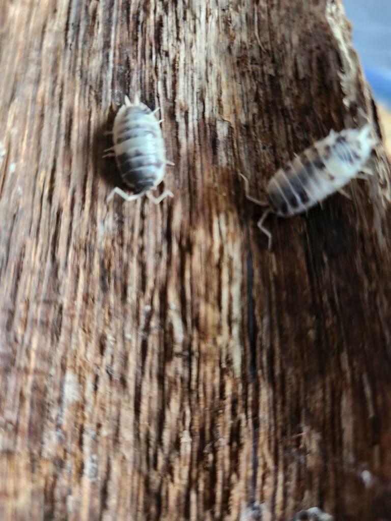 Isopod SUBSTRATE