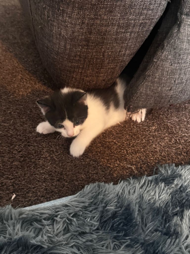 Cat for sale