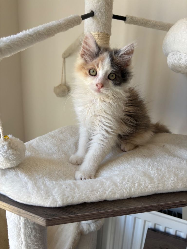 Female kitten 