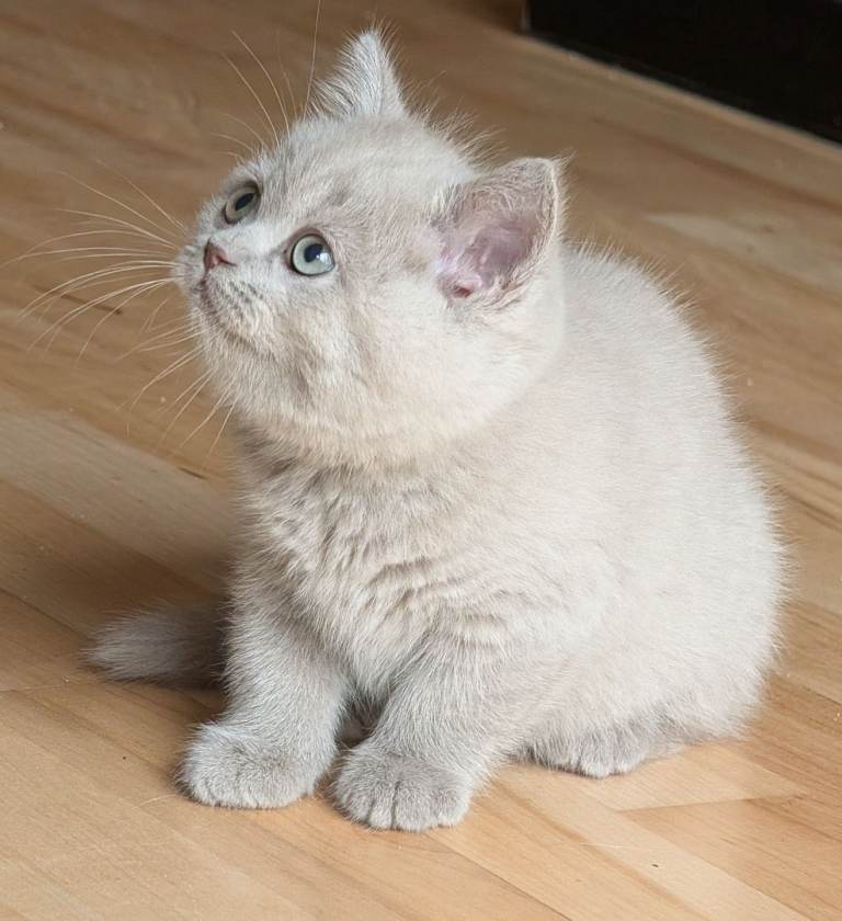 😻 Beautiful Selkirk Rex Kittens 😻