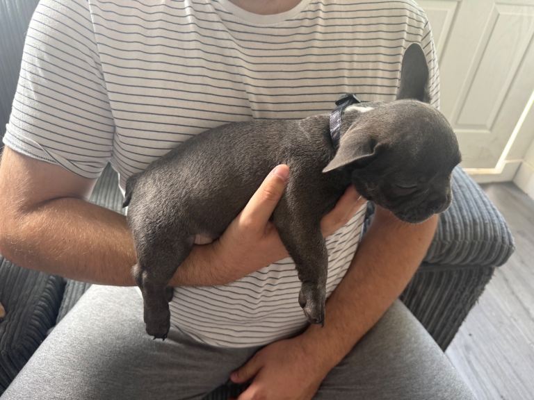 French bulldog puppies 