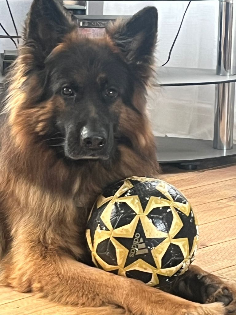 German Shepard puppies 