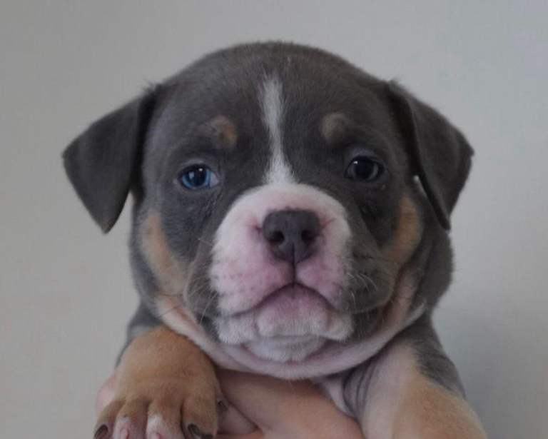 Pocket bully puppies