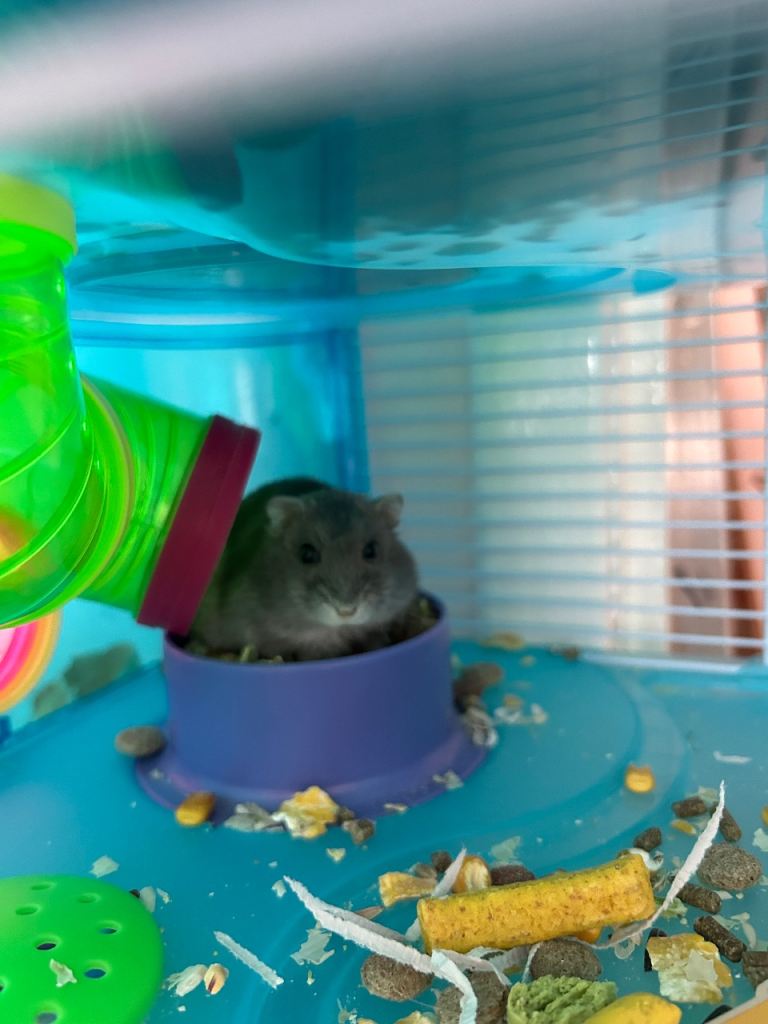 Dwarf hamster 