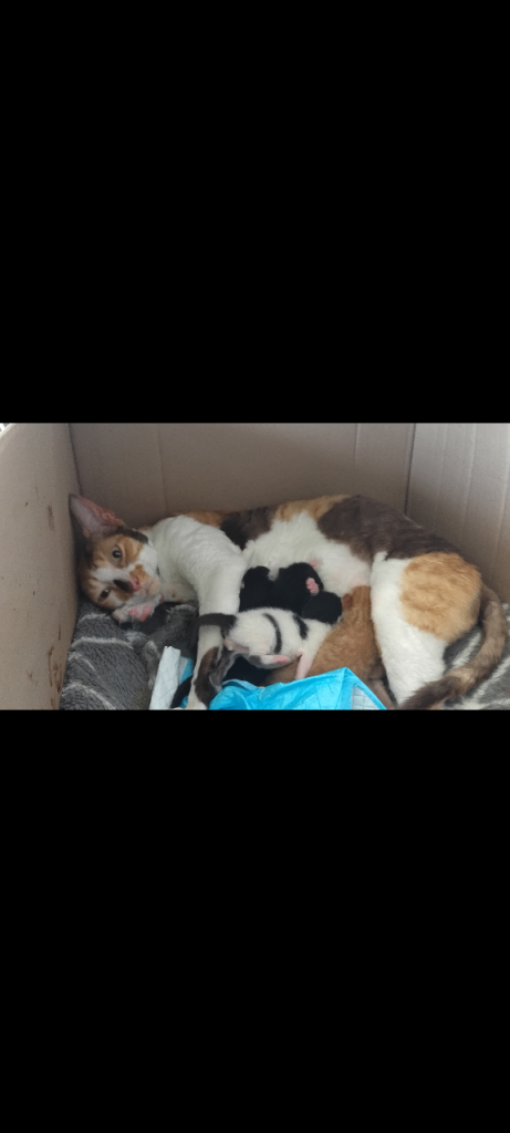 🐾 4 adorable kittens ready to find their new homes ! 🐾