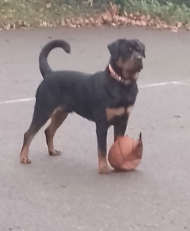 8 Mth Old Rottie Pup For Rehoming..