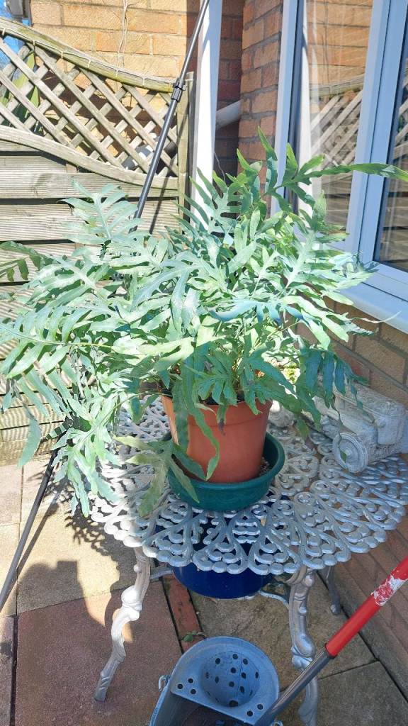 Blue star fern