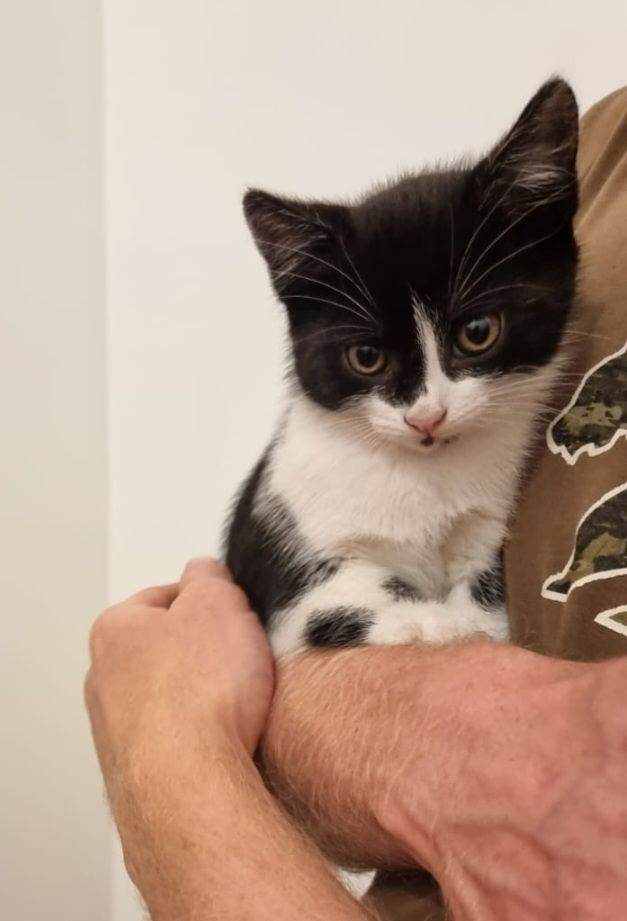 Gorgeous kittens