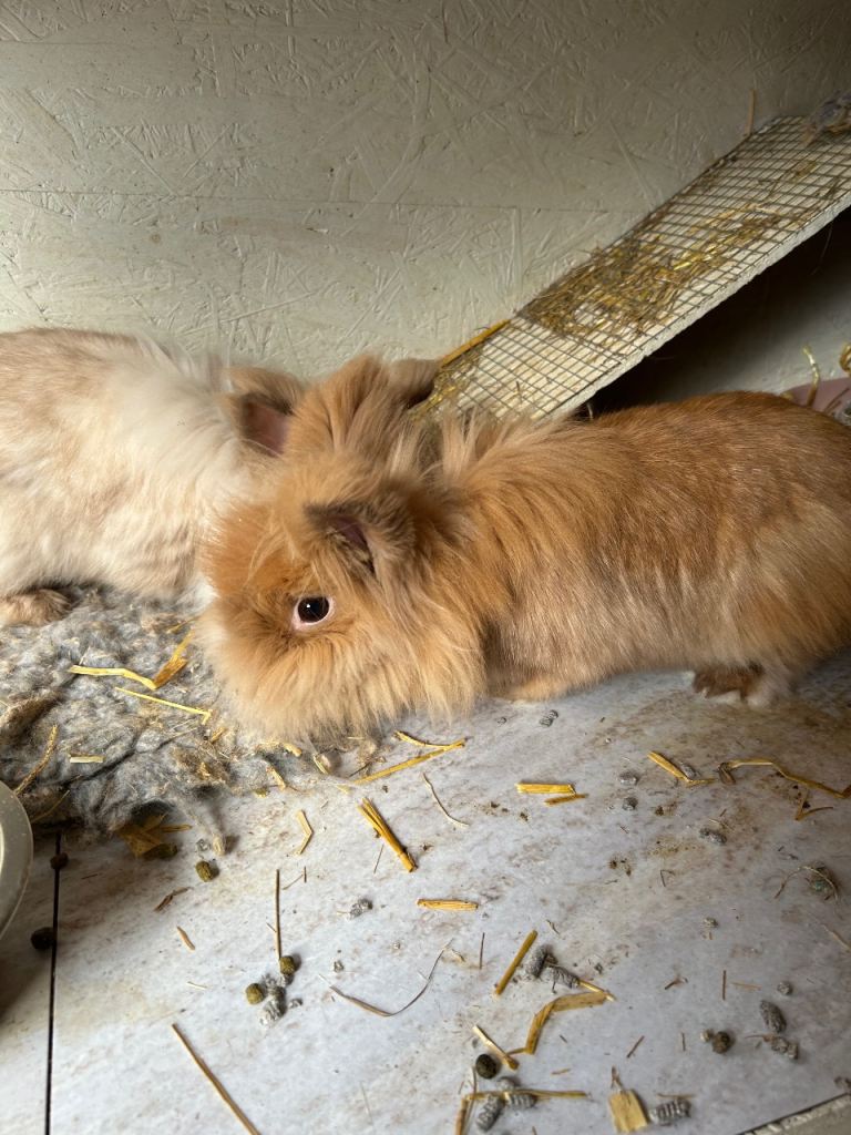 Bonded trio of Lionhead bunnies