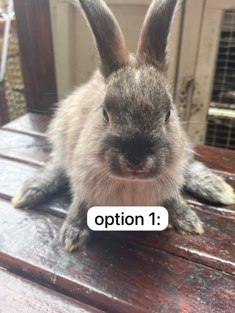 dwarf rabbits for sale